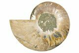 Cut & Polished Ammonite Fossil (Half) - Deep Crystal Pockets #345634-1